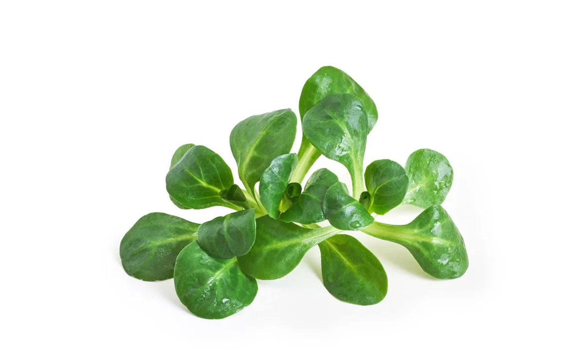 Lambs Lettuce