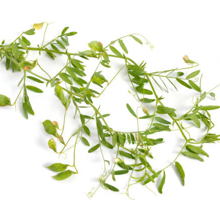 Lentil Leaves