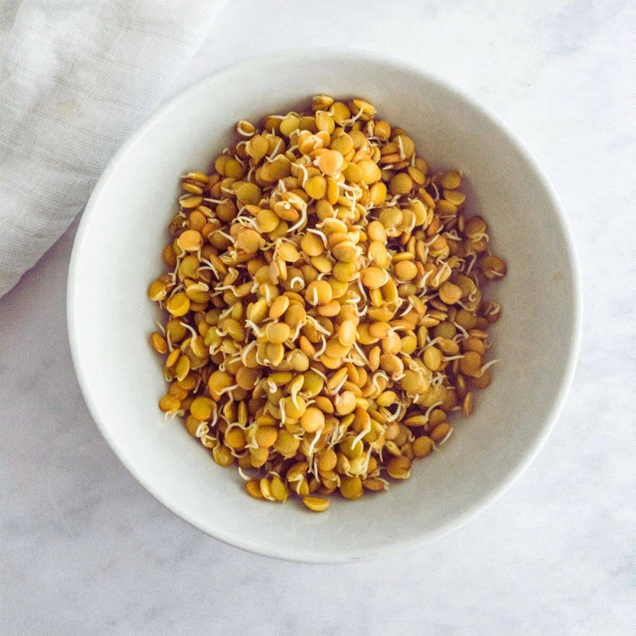 Lentil Sprouts