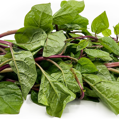 Malabar Spinach