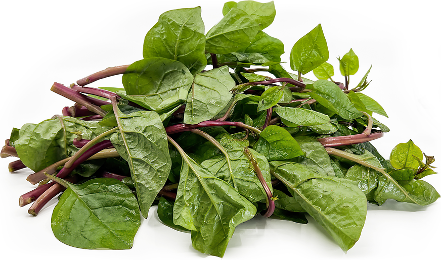 Malabar Spinach