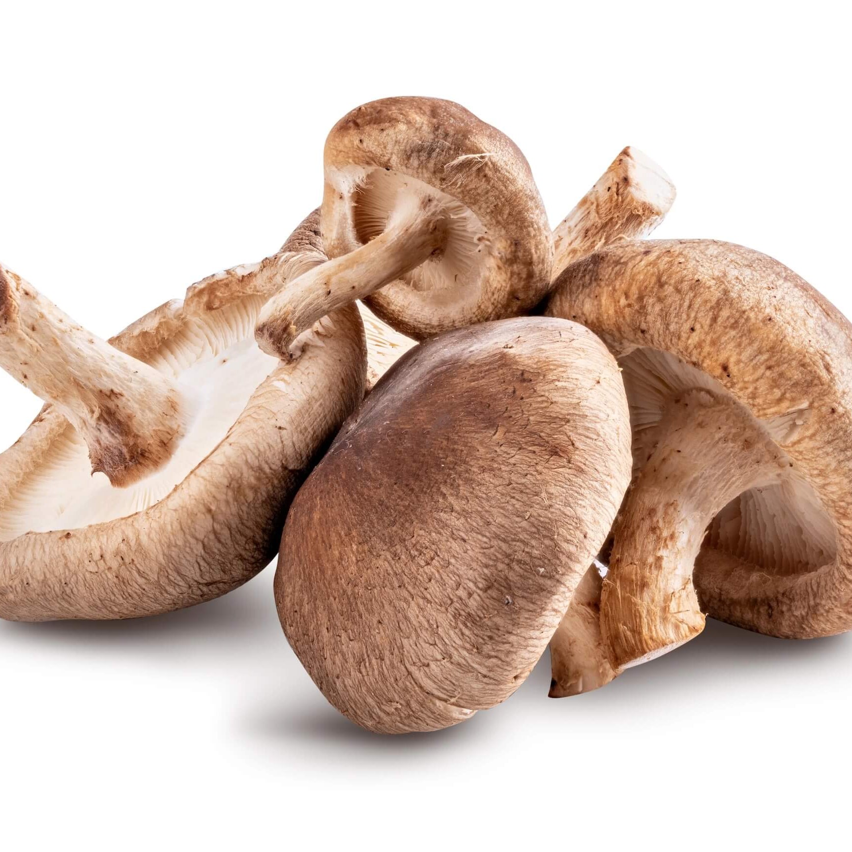 Mushroom