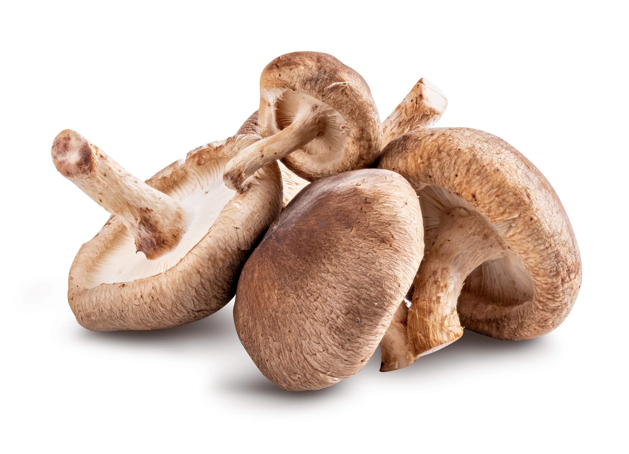 Mushroom