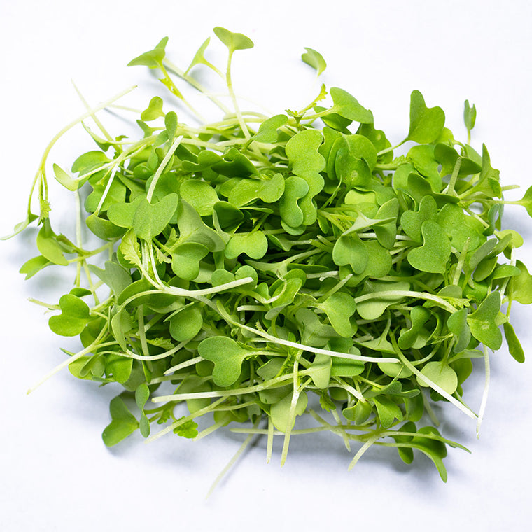 Mustard Cress