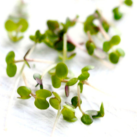 Soybean Sprouts