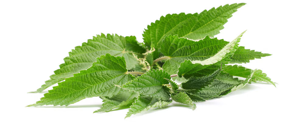 Nettles