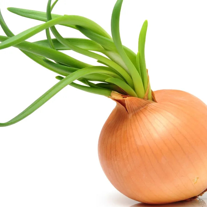 Onion Sprouts