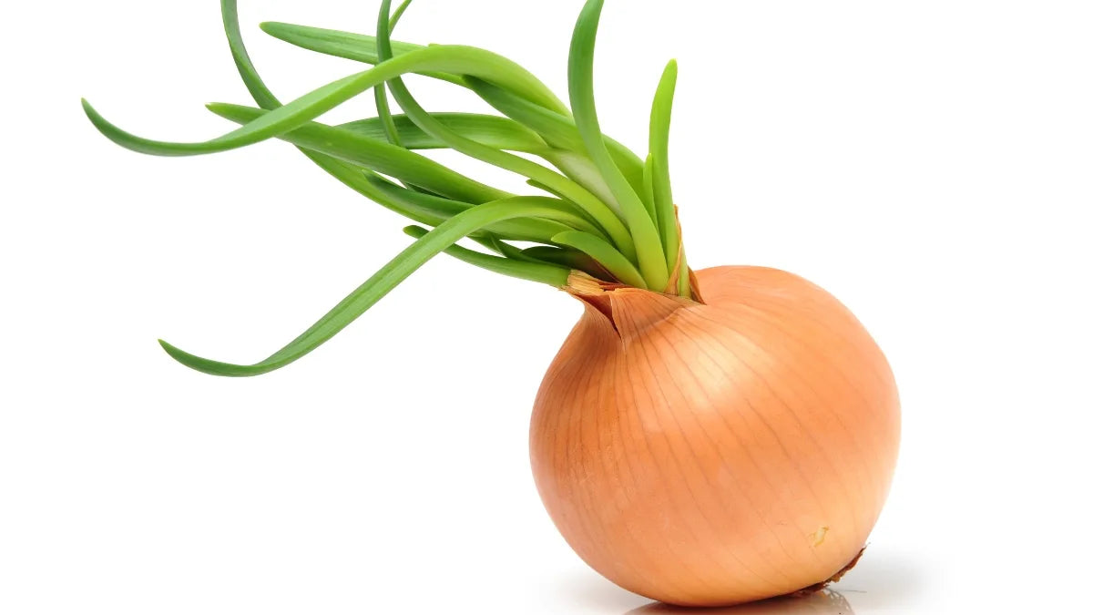 Onion Sprouts