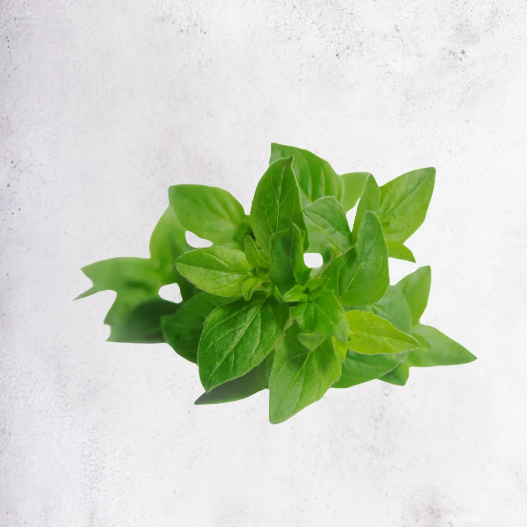 Oregano - fresh
