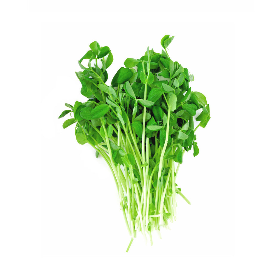 Pea Microgreens