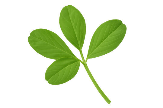 Peanut Leaves