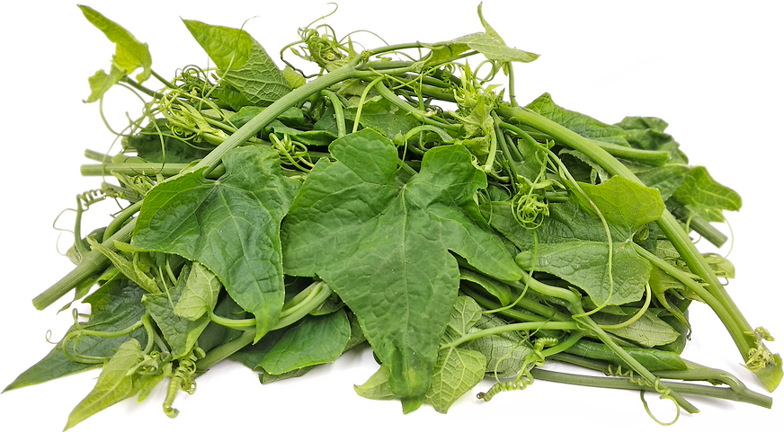 Pumpkin Leaves