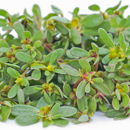Purslane