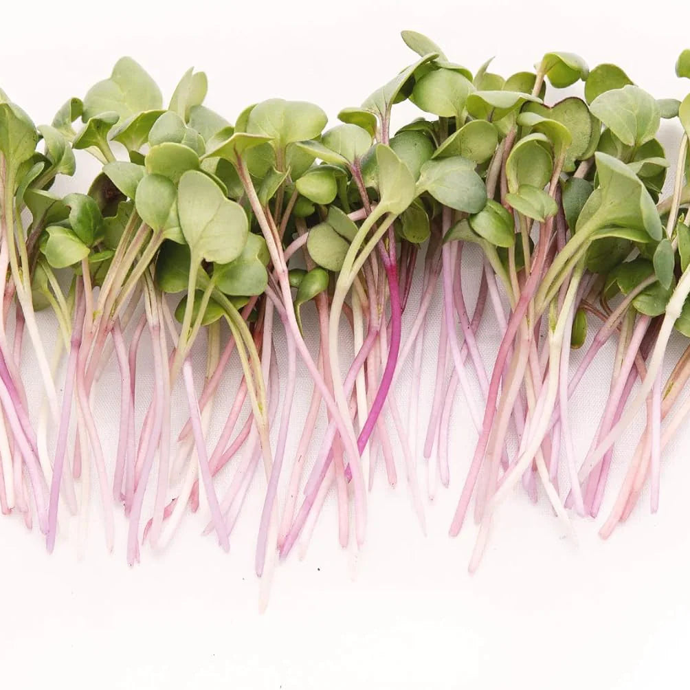 Radish Microgreens