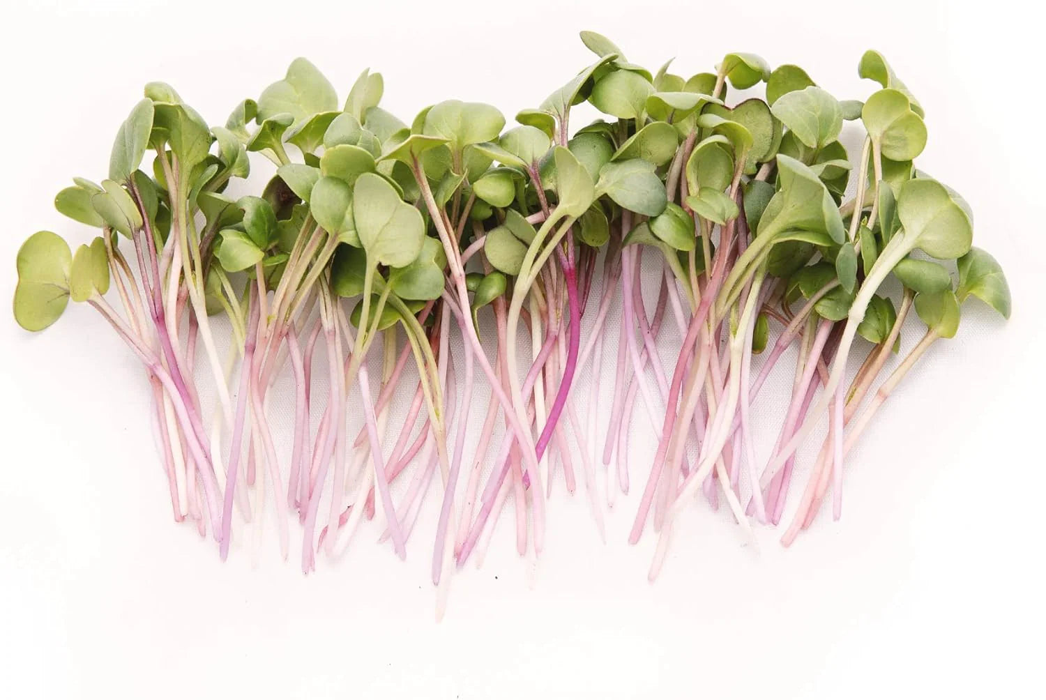 Radish Microgreens