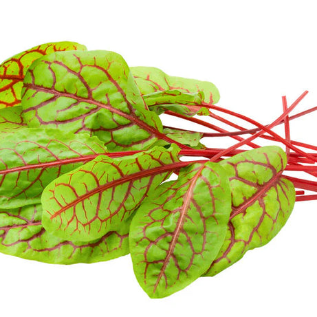Red Sorrel