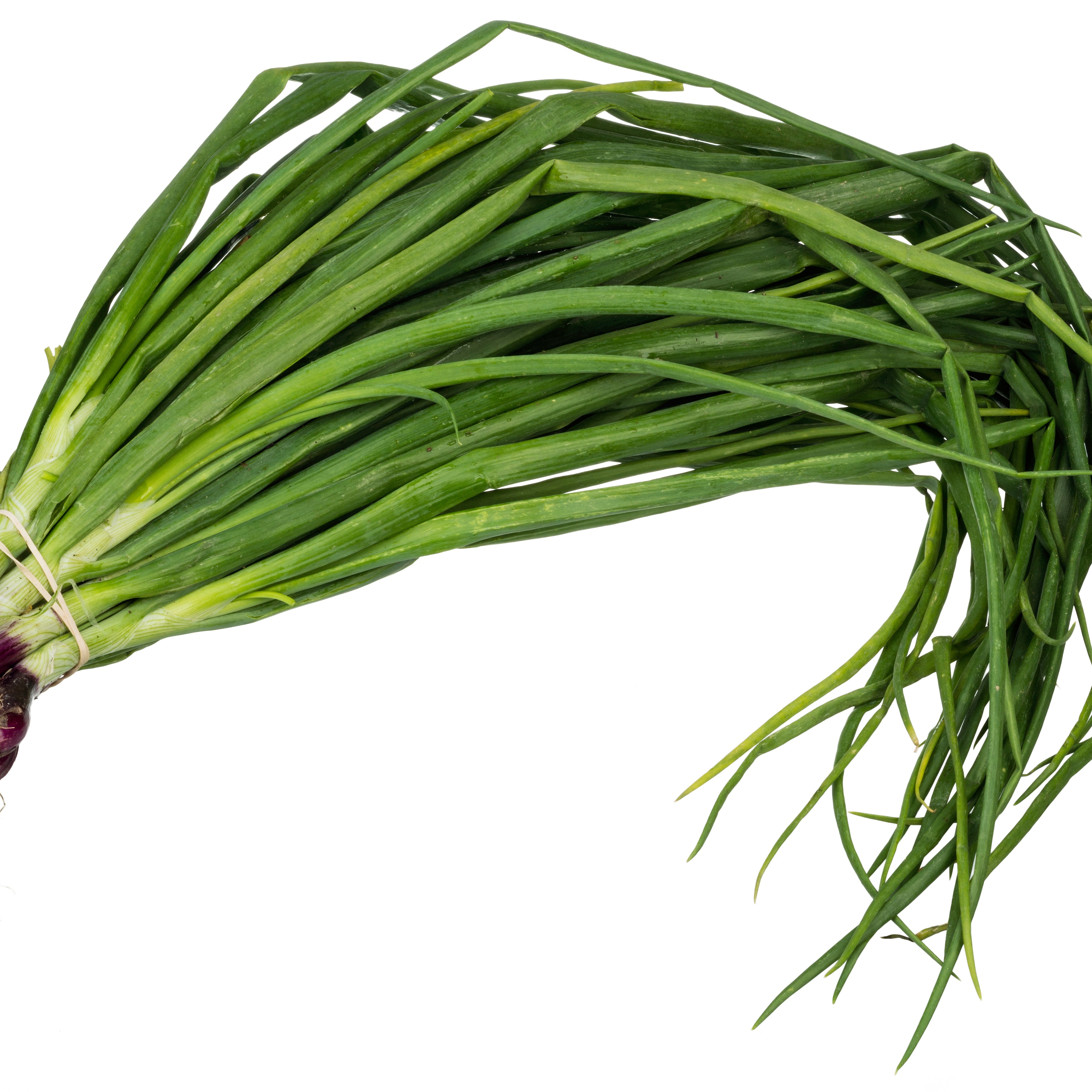 Scallion
