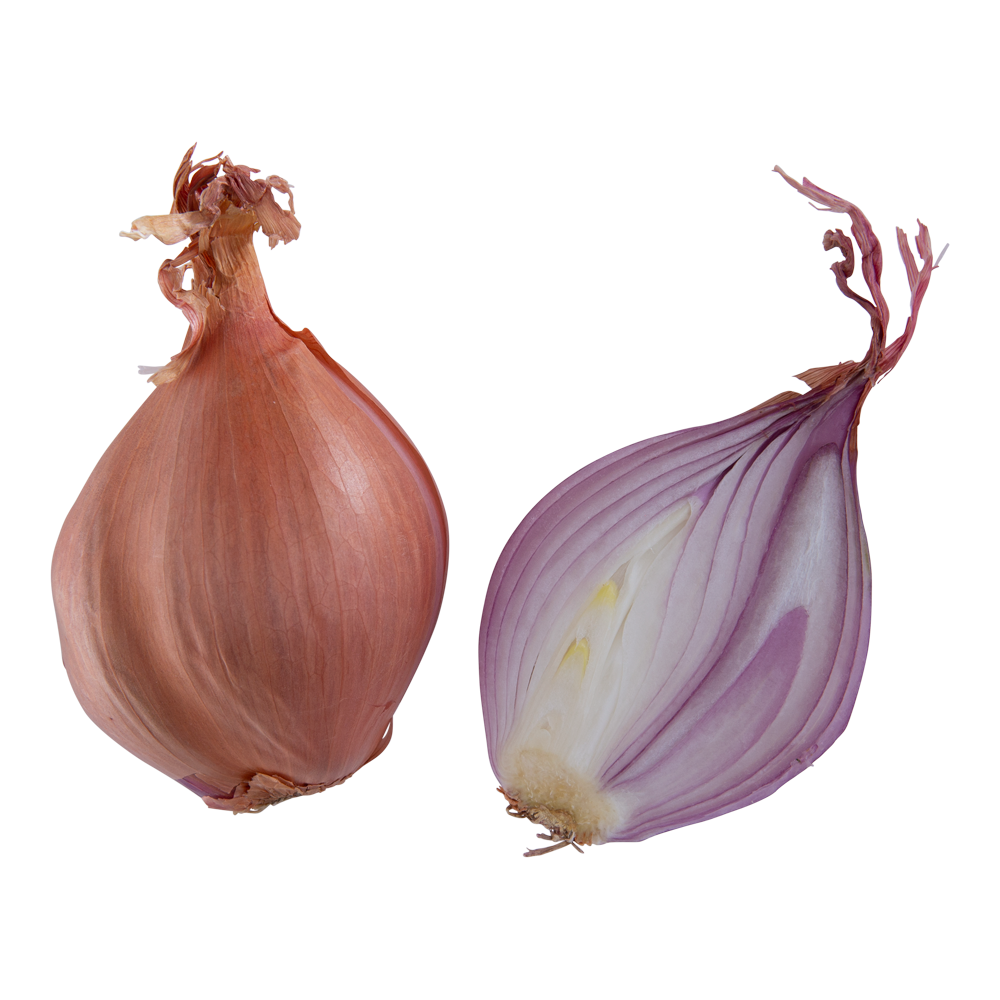 Shallot