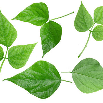 Soy Leaves