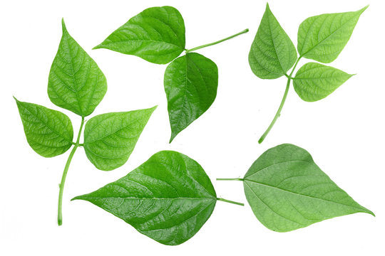 Soy Leaves