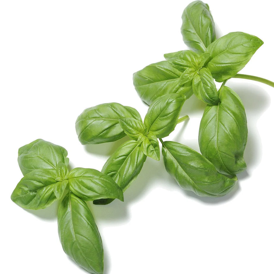 Sweet Basil