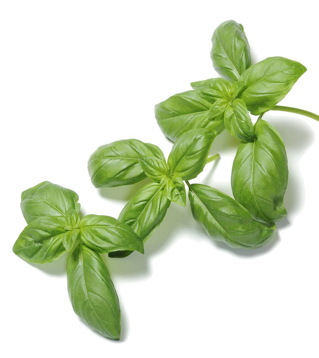 Sweet Basil