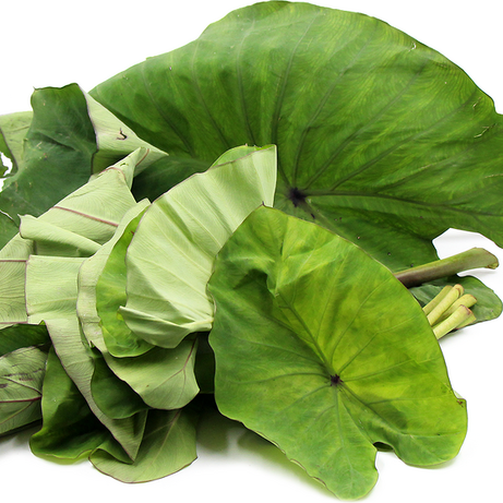 Colocasia - Taro
