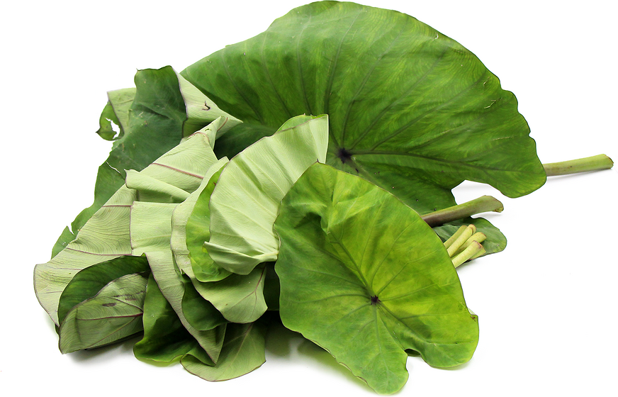Colocasia - Taro