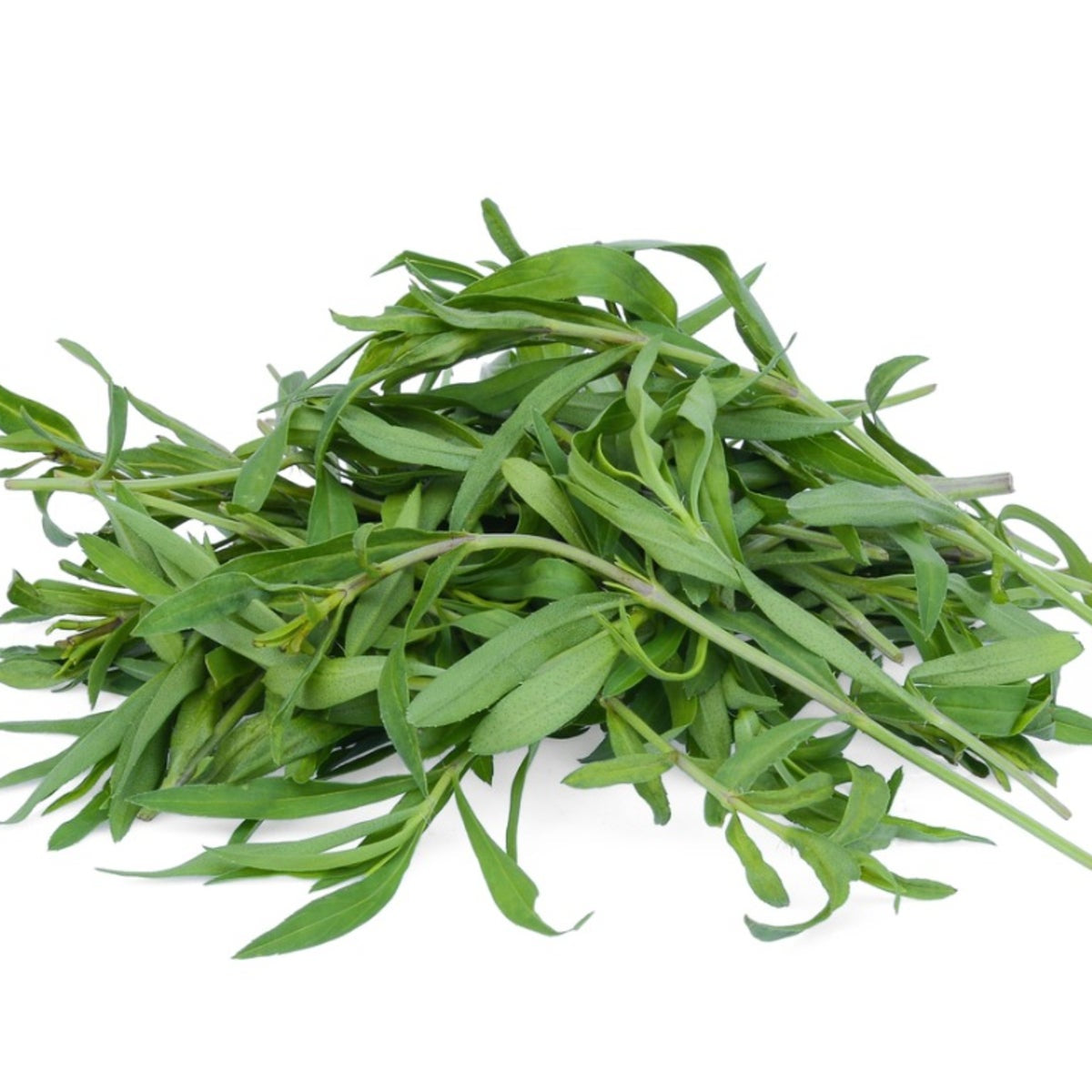 Tarragon