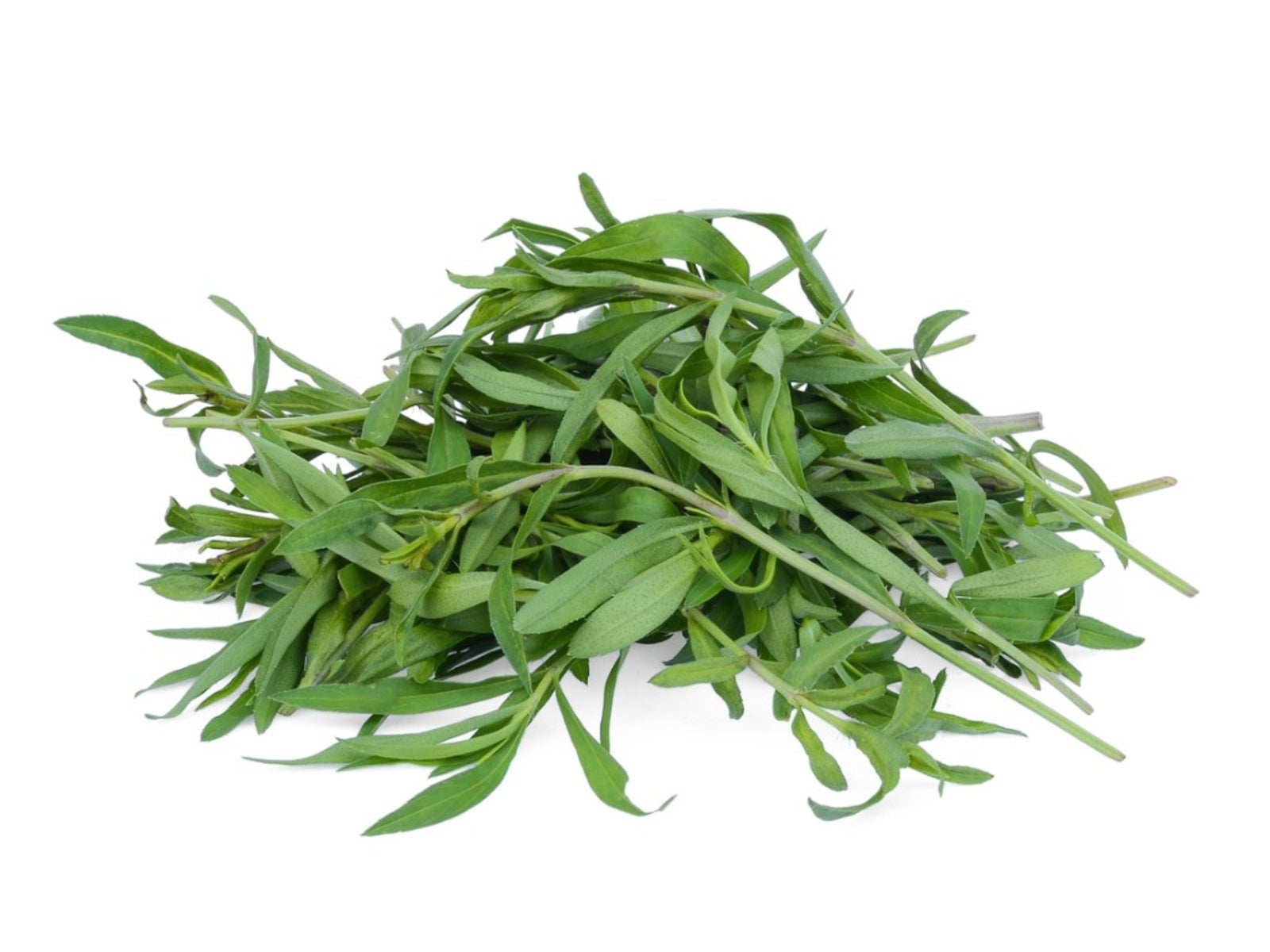 Tarragon