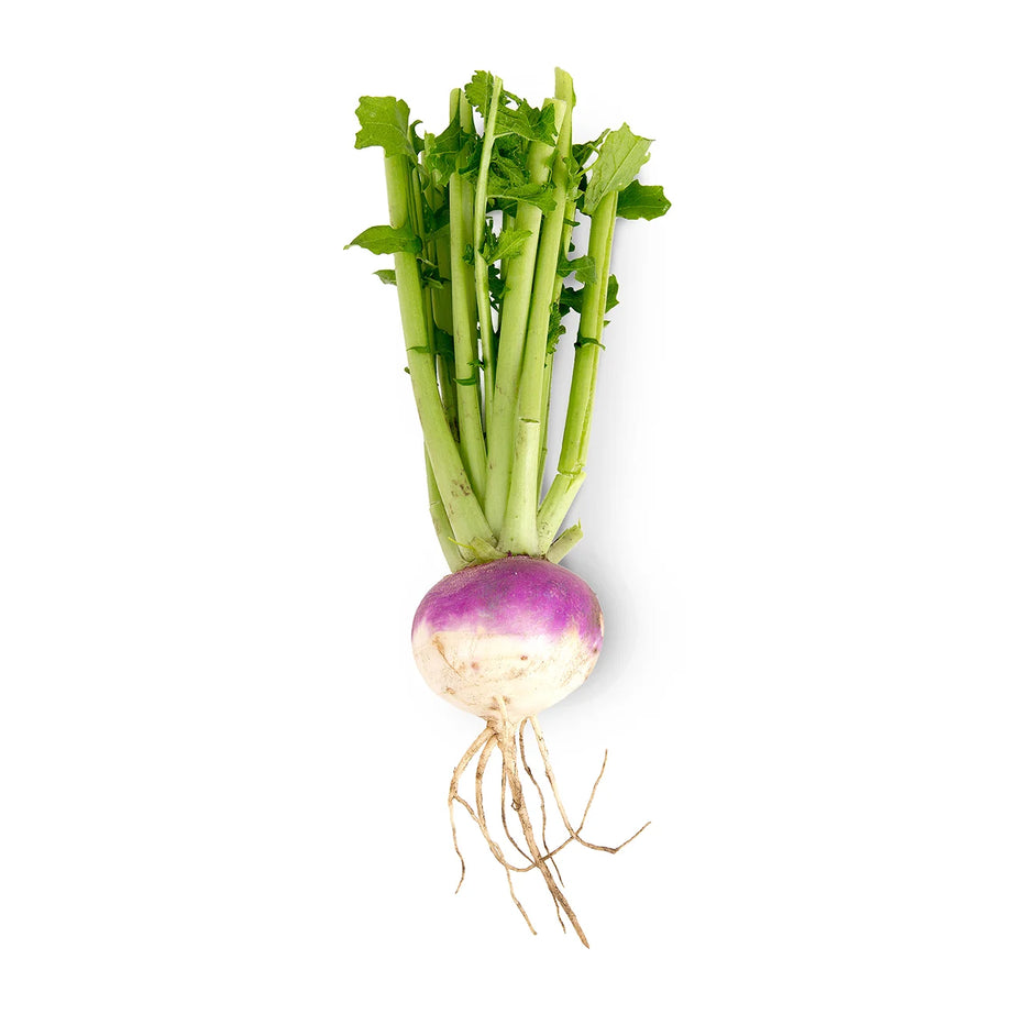 Turnip Root