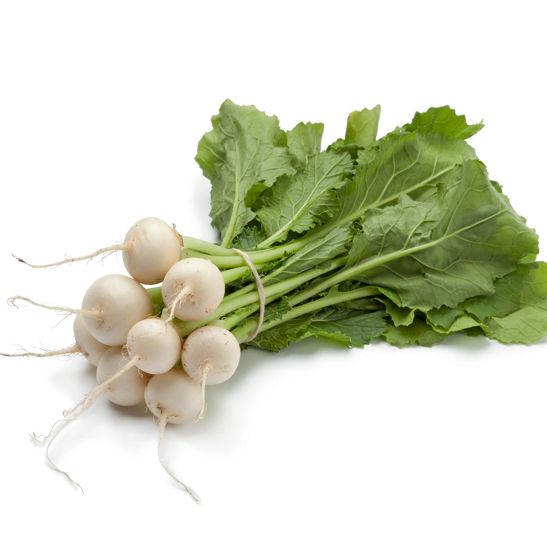 Turnip