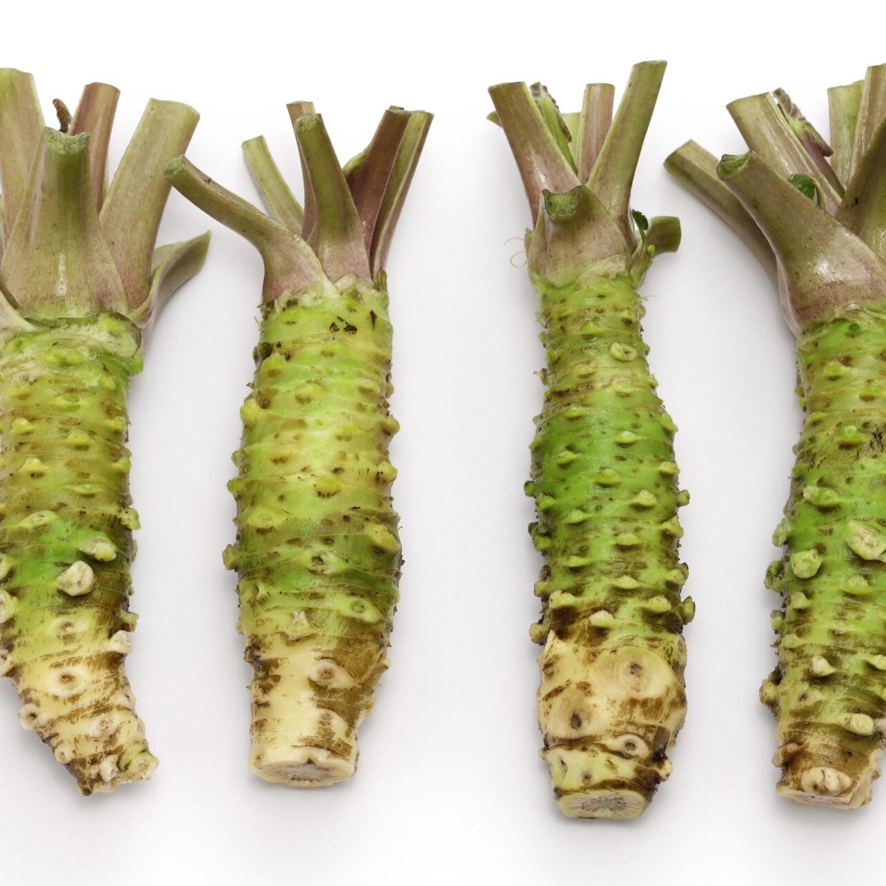 Wasabi Root
