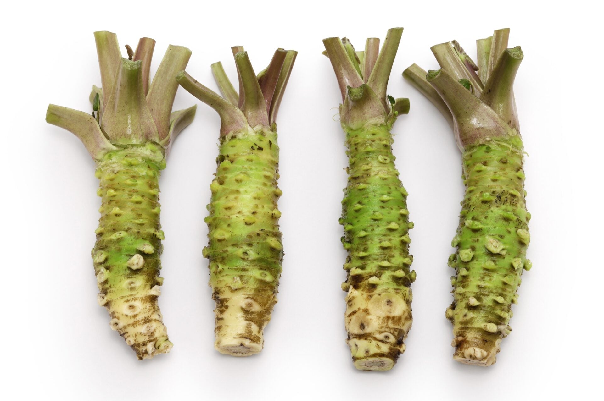 Wasabi Root