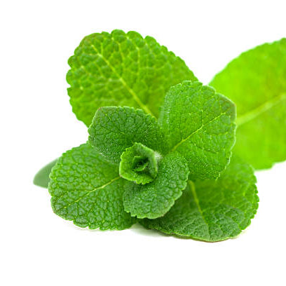 Wild Mint