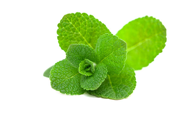 Wild Mint