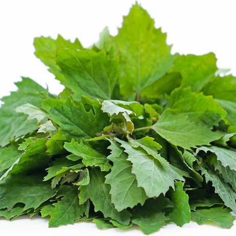Wild Spinach