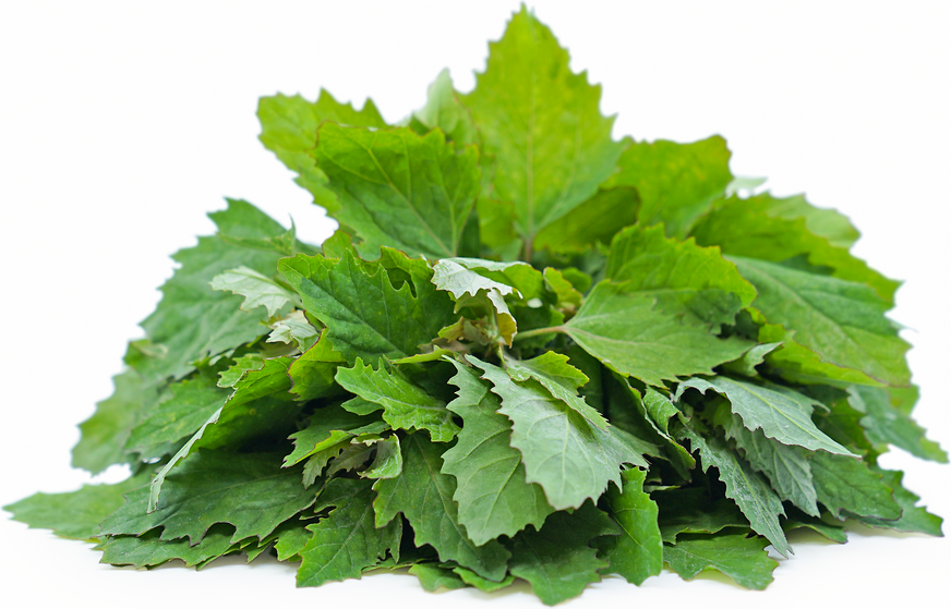 Wild Spinach