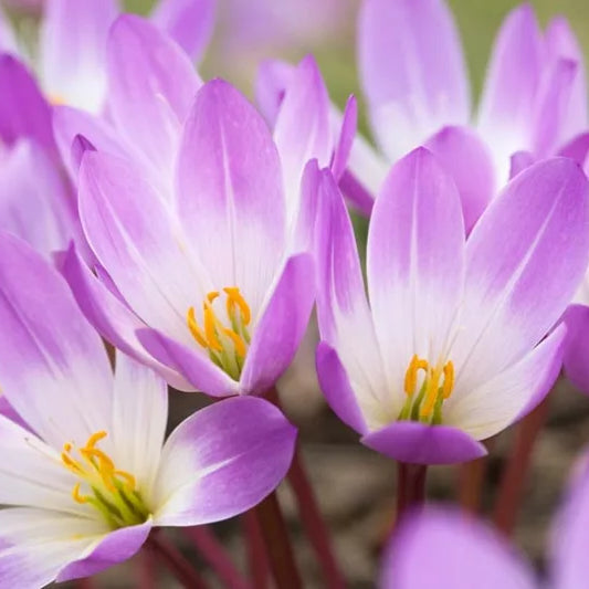 Colchicum, Colchicum Oil, Cold Pressed Oil