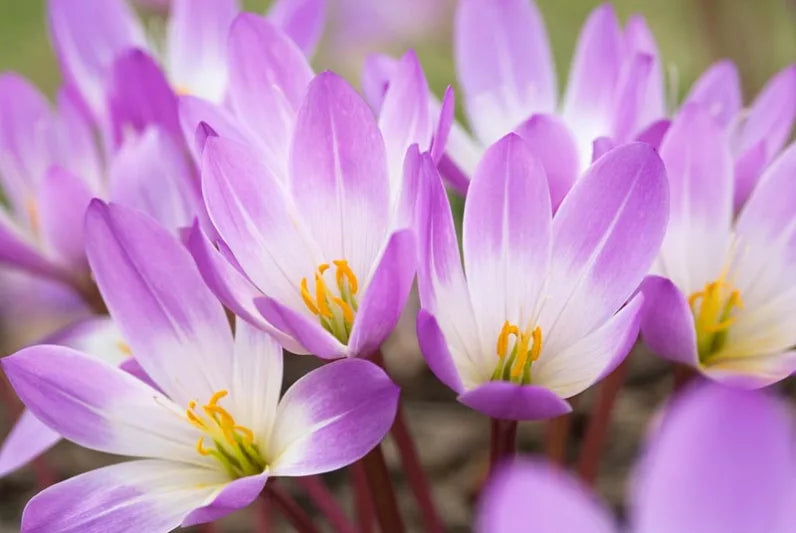 Colchicum, Colchicum Oil, Cold Pressed Oil