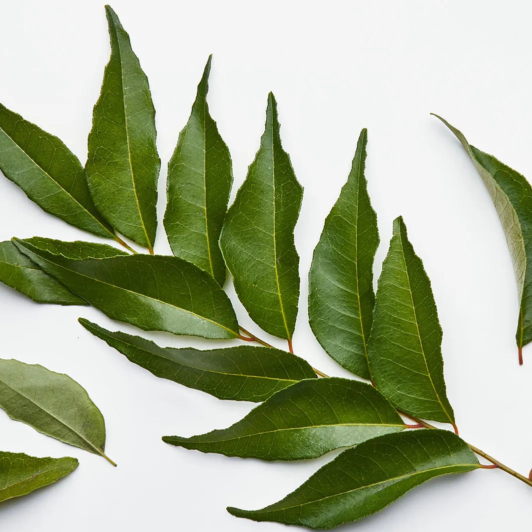 Curry Leaves Capsules