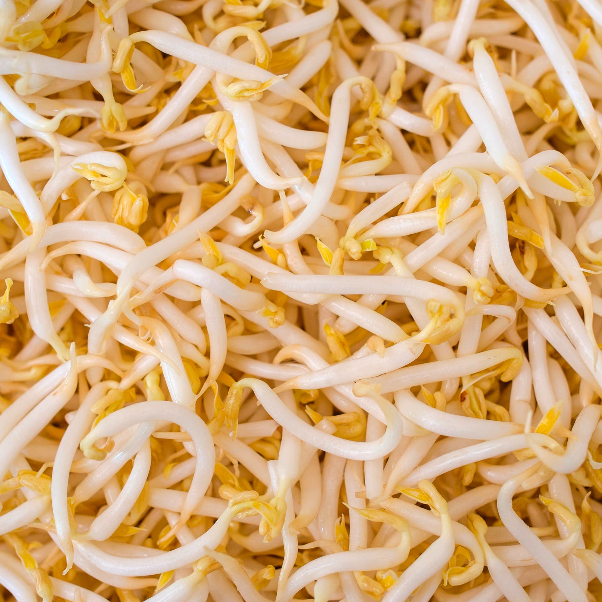 Bean Sprouts