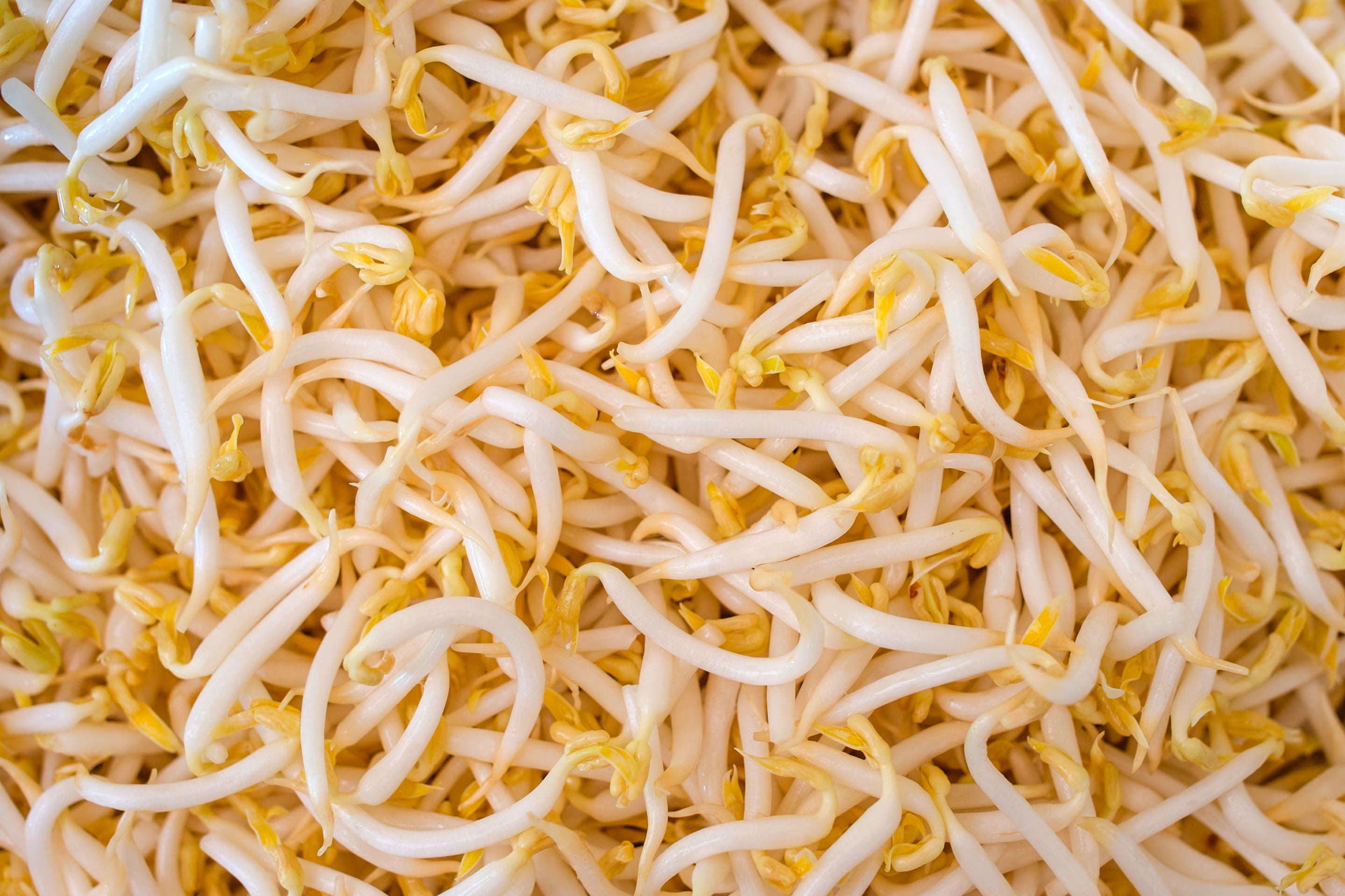 Bean Sprouts