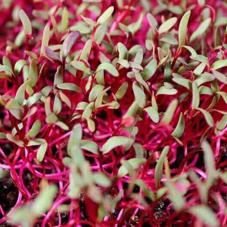 Beet Microgreens