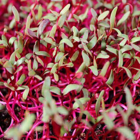 Beet Microgreens