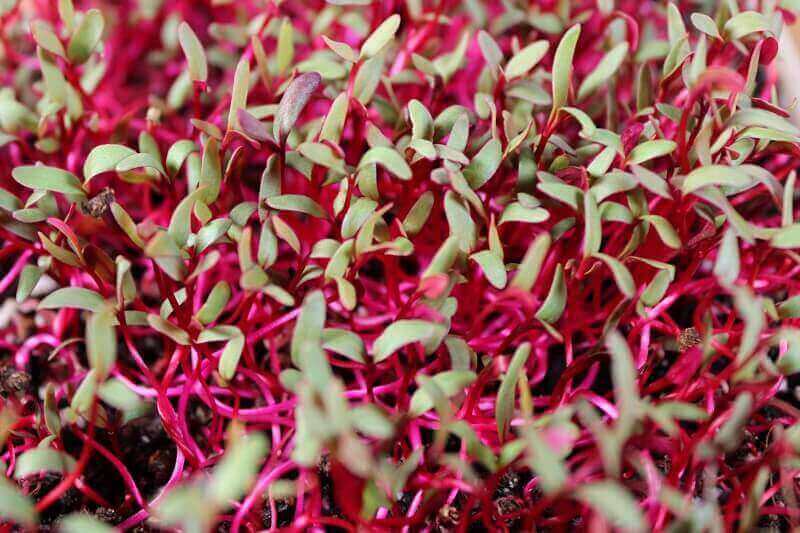 Beet Microgreens