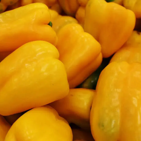Bell Pepper Yellow