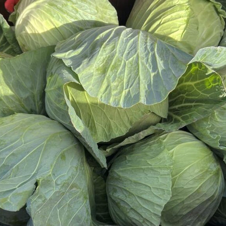 Cabbage