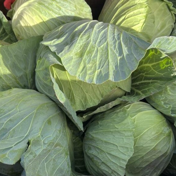 Cabbage