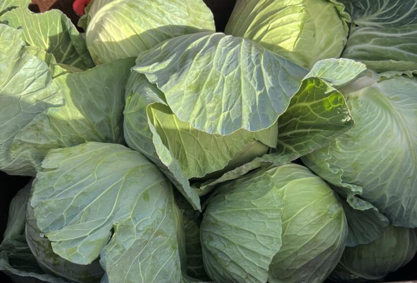 Cabbage